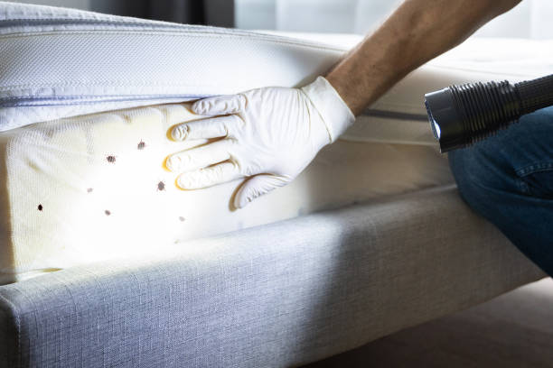 Best Residential Pest Control  in Brightwood, VA